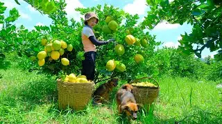 Full Video: Harvesting Lemons Goes to Market Sell - Harvest, Farm, Cooking | Tieu Lien