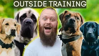 3 Dog Training Tips For Having Your Dog Outside