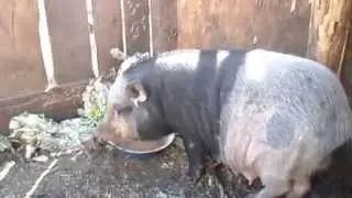 Вьетнамская свинка гуляет.Vietnamese pig walks.