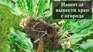 Как вывести хрен с огорода навсегда