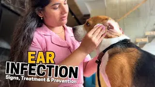 How to Treat Ear Infections in Beagles? - Signs, Treatment and Prevention