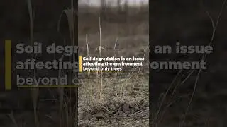 🔥 Uncovering Forest Fires | Part 3