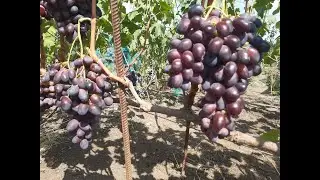 Новые перспективные ГФ - Журавлёнок и Сюзанна ( Красная пуля.) 3-й год испытаний .