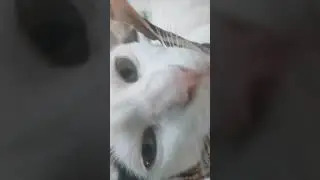 #cat