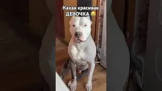 Амстафф придумайте имя девочке 