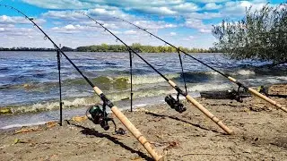Find the Fish with this SIMPLE TACTIC! (Wild Carp Fishing)