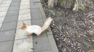 Ручная белка в парке 🐿️