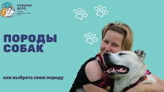 Породы собак: виды, отличия. Как выбрать свою?
