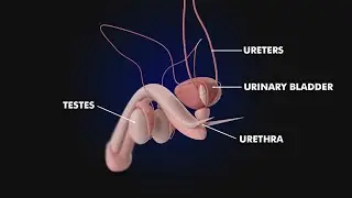 Urinary bladder: Structure and Function of Urinary bladder 3d Illustration