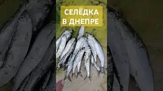 СЕЛЁДКА В ДНЕПРЕ