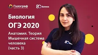 ОГЭ по Биологии 2020. Человек и его здоровье. Мышечная система человека (часть 3)