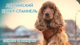 АНГЛИЙСКИЙ КОКЕР СПАНИЕЛЬ. Плюсы и минусы породы ENGLISH COCKER SPANIEL