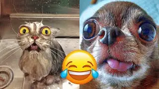 Funny And Cute Animals From Tik Tok Try Not To Laugh