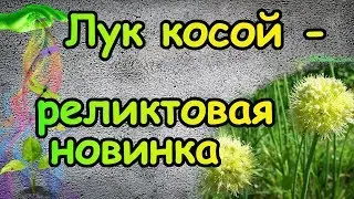 Лук Косой - реликтовая новинка. Редкий, декоративный и съедобный.