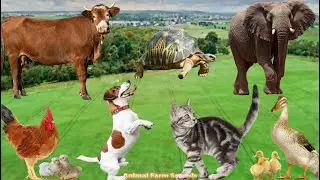 Cute Little Animals: Dog, Cat, Cow, Tortoise, Chicken, Elephant -  Animal sounds