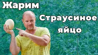 Съели яйцо страуса. Cтраусиное яйцо яичница. Яйцо страуса из Дагестана.