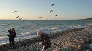 Шум моря и крики чаек-так сейчас на пляжах санатория 