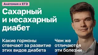 6.95. Сахарный и несахарный диабет | Анатомия к ЕГЭ | Георгий Мишуровский