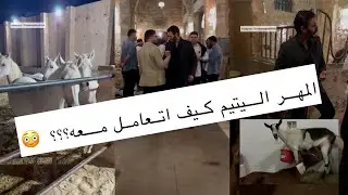 امه جالها مغص وقعد يبكى عليها.. المهر اليتيم كيف اتعامل معه؟ ما سر لبن الماعز للامهار؟ 🤔