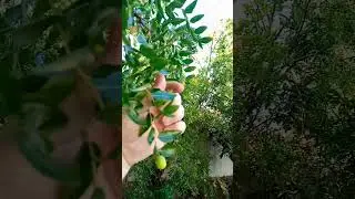Jujube Season