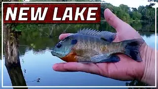 Bluegill Fishing with a Float (Bobber) and Gulp Minnows - New Lake!