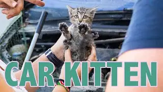 Helping a Kitten Under the Hood of a Car