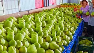 Amazing Taiwanese Pomelo Harvest, Dried Pomelo Production /台灣頂級柚子採收, 柚子大量加工廠 - 麻豆農會 - Taiwanese Food