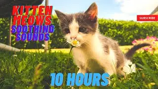 Kitten Meows (10 hours)