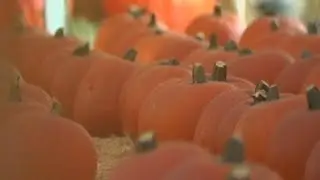 Pumpkin patches, fall festivals opening soon in Central Texas