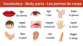 Mots simples pour apprendre l'Anglais - Body Parts Vocabulary #3