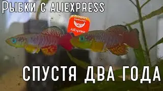 Живые рыбки с Aliexpress, два года спустя