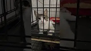 СОСЕДИ КОТА РЫЖИКА В ВЕТКЛИНИКЕ