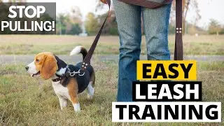 How to Leash Train your Beagle (The Right Way)