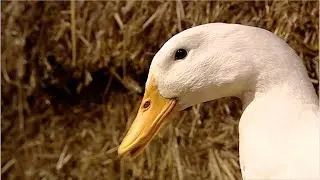 What's Up Ducks? – Big Barn Farm FULL EPISODE on ZeeKay Junior