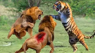 Tiger vs Lion...Tiger Fights And Kills 2 Lions To Prove Who Is The King...Latest Lion Vs Tiger