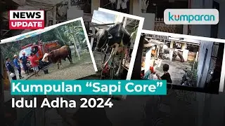 Nyebur ke Sungai hingga Seruduk Warga, Ini Sederet Momen “Sapi Core” di Idul Adha 2024