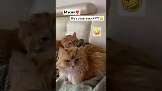 Это ОЧЕНЬ СМЕШНО 😹 👍👍