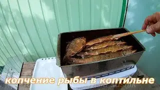 Копчение рыбы в домашних условиях.Копчение рыбы в коптильне.Сколько коптить рыбу в коптильне