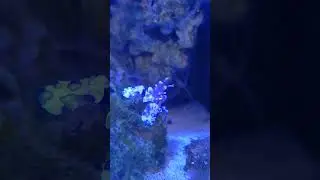 The Fascinating Harlequin Shrimp