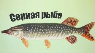 Почему щуку в Сибири не любили, считали сорной рыбой и даже жгли в печи?