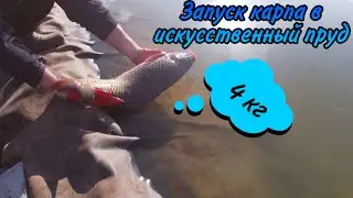 Запуск карпа в искусственный пруд