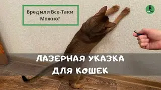 🎲 Так-ли Опасна Лазерная Указка для Кошек (Анализ Мнений и Фактов) — Вред или Польза от Игры?