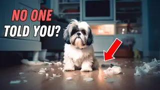 I wish I knew these BEFORE getting a Shih Tzu
