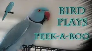 Bird Plays Peek-A-Boo!  Funny talking Indian Ringneck