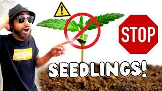 AVOID THESE SEEDLINGS!!! 😖 Top Indoor Seed Starting Tips to Avoid Beginner Mistakes!