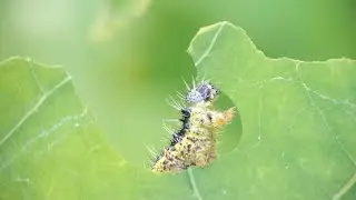 Large White Caterpillars Eating Leaves in the Garden in Autumn | Shot on the Panasonic Lumix GH6