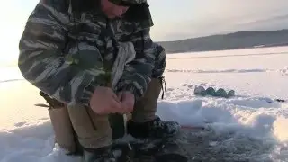 Хороший улов с одной лунки.Зимняя рыбалка.Братское водохранилище.Иркутск