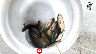 Unique Fishing Technique in River। Fishing Media