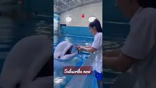 Smart dolphin 😍 | Double tap if you love this video 🤗# short part 2