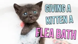 How to Give a Kitten a Flea Bath